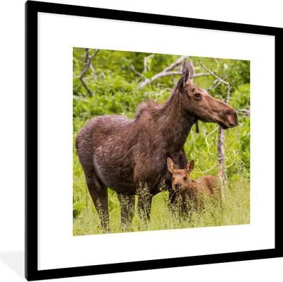 Produktbild von MuchoWow® Gerahmtes Poster Rentier - Pflanzen - Kalb 40x40 cm - Poster mit Schwarzem Bilderrahmen Wandposter Rahmen Foto Bilder - Poster - Plakat im Rahmen