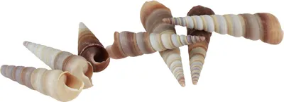 Produktbild von Maritime Schneckenhäuser Deko Seeschnecken für Bastelideen