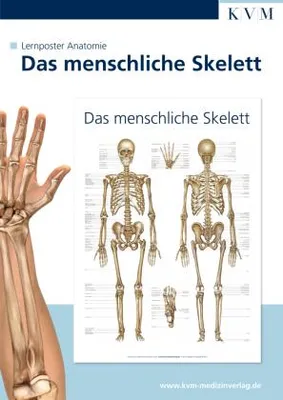 Produktbild von Anatomie Lernposter. Das menschliche Skelett