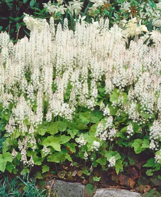 Produktbild von Tiarella cordifolia 'Moorgrün', Schaumblüte, ca. 9x9 cm Topf