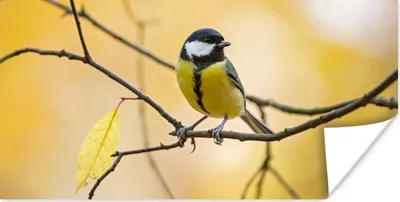 Produktbild von MuchoWow® Poster Kohlmeise - Zweig - Vogel - Tiere 40x20 cm - Poster für die Wand - Poster Schlafzimmer