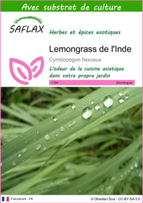 Image de SAFLAX  - Lemongrass de l'Inde - 50 graines - Avec substrat - Cymbopogon