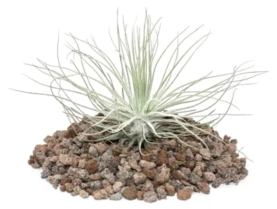 Produktbild von Tillandsia magnusiana - lose Pflanze