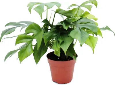 Obrázok produktu pre Monstera minima - Okenný list - 15cm kvetiná?