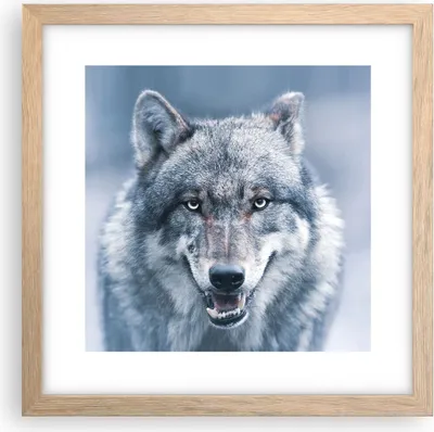 Produktbild von Gerahmtes Poster - Rahmen in heller Eiche - Wolf Raubtier Wildheit - 30x30 cm - Wand Bild - Wanddeko - Wandbilder - Kunstposter - Wandposter - Bilderrahmen - Bilder - Kunstdruck - P2NAC30x30-5073