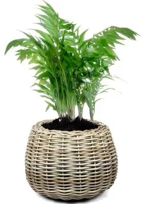 Produktbild von Van der Leeden Pflanzenkorb - Rattan geflochten- 45x34cm - Ubertopf