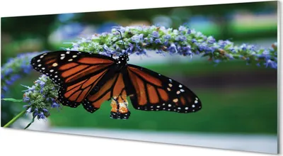 Produktbild von Glasbilder 125x50 Wandkunst Schmetterling auf einer Blume