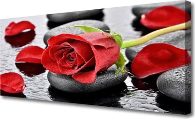Produktbild von Tulup Leinwand-Bilder 125x50 Wandbild Canvas Kunstdruck Rose Steine Pflanzen