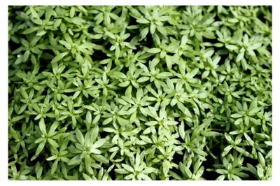 Produktbild von Callitriche palustris - Sumpf-Wasserstern - heimisch - Qualitätsstaude im 9x9 cm Topf - winterhart - Klärpflanze