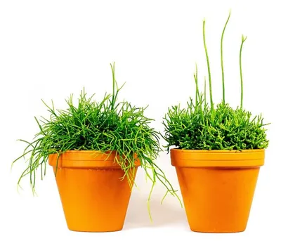 Produktbild von Gardners Rhipsalis-Mischung, Durchmesser 12 cm