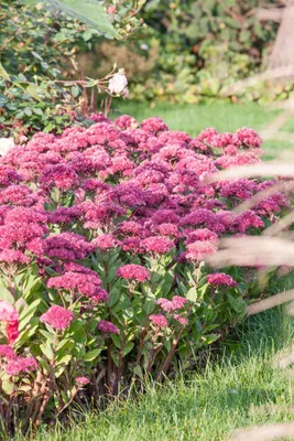 Produktbild von Sedum telephium 'Green-Pink', Fetthenne, grün-rosa, 2 Liter Container