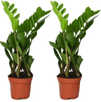 Obrázok produktu pre Zamioculcas Zamiifolia - Štastné pierko - 2 rastliny - Ø12cm - výška cca 40cm