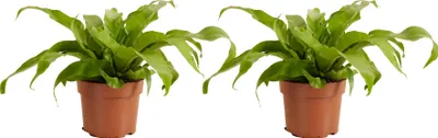 Image de Bloomique - Lot de 2 - Asplenium Antiquum - Fougère nid d'oiseau - Plantes d'intérieur - Purificateur d'air - Convient aux animaux - 20-30 cm de hauteur - Pot de 12 cm