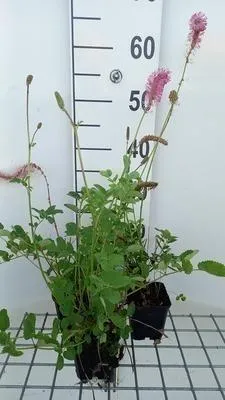 Obrázok produktu pre 6 x Sanguisorba obtusa - Pimpinelle - kvetináč 9 x 9 cm