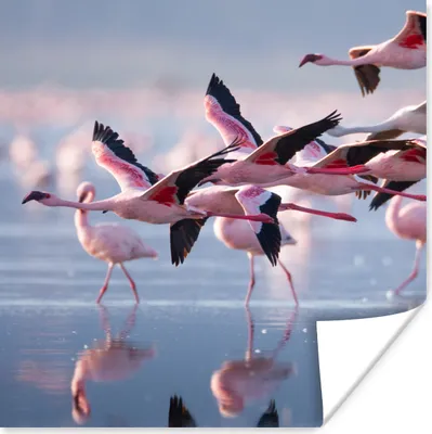 Produktbild von MuchoWow® Poster Flamingo - Vogel - Wasser - Rosa 100x100 cm - Babyzimmer