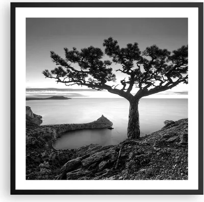 Produktbild von Gerahmtes Poster - Schwarzer Rahmen - Baum Schwarzweiß Ansicht - 60x60 cm - Wand Bild - Wanddeko - Wandbilder - Wandposter - Bilderrahmen - Bilder - Kunstdruck - Wandbild - P2BAC60x60-4297