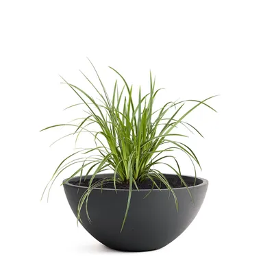 Produktbild von PFLANZWERK® Pflanzschale Pflanzkübel BOWL Ø 28cm ANTHRAZIT Premium Blumenschale mit Lotus-Effekt Fiberglas - Handgefertigt - Rund - Frostbeständig