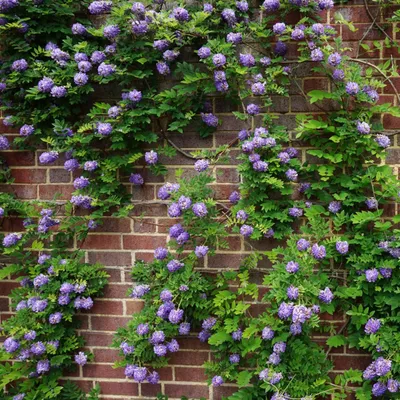 Zdjęcie produktu dla Glicynia amerykańska Longwood Purple 1L