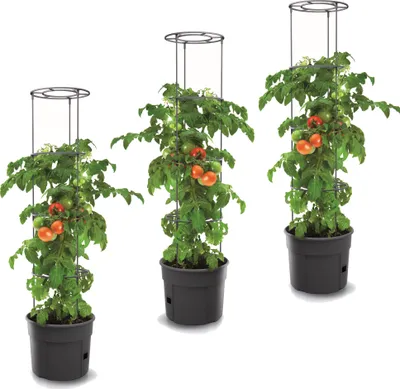 Produktbild von 3x Tomatenpflanze aus Kunststoff Set 3 Stk Pflanzkübel 28 L, Tomatenzüchter, Tomatentopf, Übertopf, Gemüsen, Tomaten Waschen