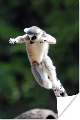 Produktbild von MuchoWow® Poster Affe - Ringschwanzlemur - Baum 80x120 cm - Papierdruck
