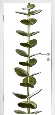 Produktbild von MuchoWow® Türtapete Selbstklebende Türfolie Eukalyptusstamm mit Blättern 85x215 cm Türposter Türaufkleber Klebefolie Türklebefolie - Aufkleber für türen - Türplakat - Dekoration