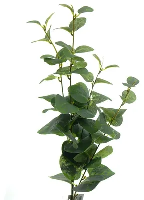 Produktbild von DPI Eukalyptuszweig Grün 95 cm - Kunstpflanzen