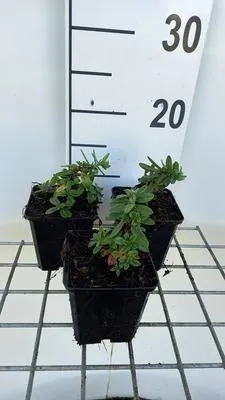 Zdjęcie produktu dla 6 x Helianthemum hybr. 'Elfenbeinlanz' - Słonecznik - doniczka 9 x 9 cm