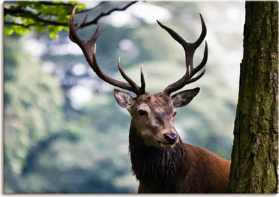 Produktbild von ARTland Leinwandbild Hirsch Größe: 100x70 cm