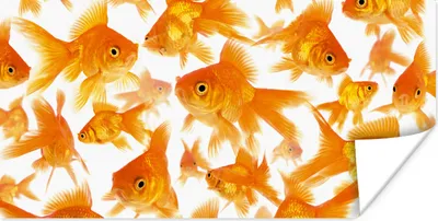 Produktbild von MuchoWow® Poster Goldfisch - Weiß - Fisch 80x40 cm - Wanddeko