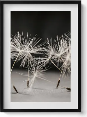 Produktbild von Zarte Pollen eines Löwenzahns– Wandbild mit Rahmen – Gerahmtes Bild  – Wanddekoration – 50x70 cm –  Schwarz Rahmen