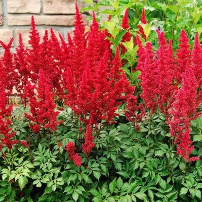 Obrázok produktu pre 6 x Astilbe arendsii 'Fanal'  | Kvetináč 9 cm x 9 cm