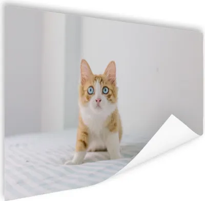 Produktbild von MuchoWow® Poster Kätzchen - Blau - Orange - Mädchen - Jungen - Kind 180x120 cm - Fotoplakat