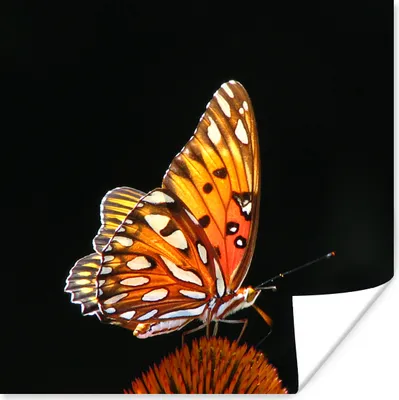 Produktbild von MuchoWow® Poster Schmetterling - Blumen - Insekt - Porträt - Schwarz - Orange 50x50 cm - Wohnzimmerdekoration