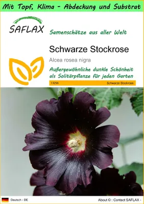 Produktbild von SAFLAX Garden to go - Schwarze Stockrose - Alcea rosea nigra - 100 Samen - Mit Topf, Klima - Deckel und Anzuchtsubstrat