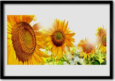 Produktbild von Bild 70x50 MDF-Rahmen Wandkunst Sonnenblume Pflanze