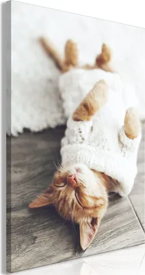 Produktbild von Italienischer Leinwand Leinwandbild - Lazy Cat (1 Part) Vertical 40x60 cm Tiere g-B-0136-b-a