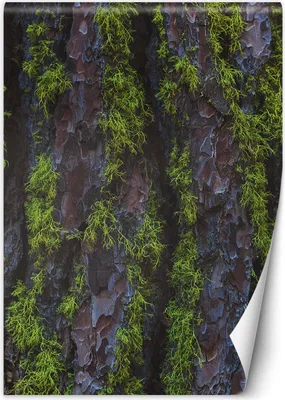 Zdjęcie produktu dla Fototapeta filzelinowa Drzewo mech 150x210 cm Feeby Zielony klej w zestawie łatwa w montażu