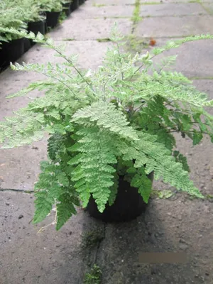 Produktbild von Cheilanthes lanosa Cimbra - Haariger Pelzfarn Cimbra - Farne