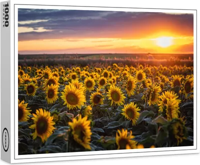 Produktbild von raxxa Premium-Puzzle "Ein Sonnenblumentraum", 1000 Teile