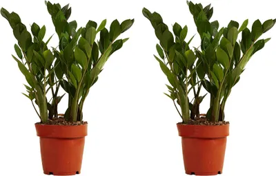 Zdjęcie produktu dla Bloomique - Zestaw 2 szt. - Zamioculcas Zamiifolia - Palma doniczkowa - Roślina ZZ - Rośliny doniczkowe - Oczyszczające powietrze - Bardzo łatwe w utrzymaniu - Wysokość 30-40 cm - Doniczka 12 cm