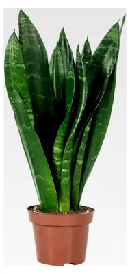 Produktbild von Bogenhanf - pflegeleichte Zimmerpflanze, Sansevieria trifasciata Black Coral - Höhe ca. 35 cm, Topf-Ø 12 cm