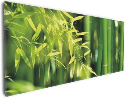 Produktbild von Wallario Premium Leinwandbild Bambuswald mit grünen Bambuspflanzen in Größe 30 x 75 cm