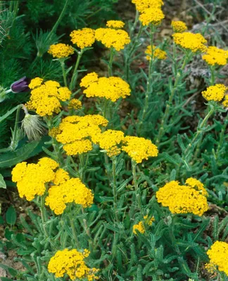 Zdjęcie produktu dla Rumianek złotolistny (Aurea), w doniczce - Achillea tomentosa