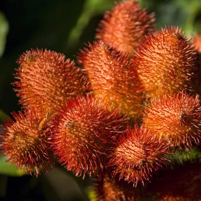 Produktbild von Orleaanbaum (Bixa orellana) - 10 Samen
