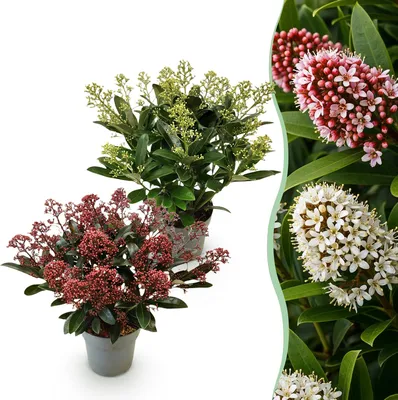 Produktbild von GreenboutiQ - Terrassenpflanze - Skimmia japonica Duo - Blüte Weiß & Rot - 15+ Blumen - 2 Pflanzen - Winterhart - Topf 15cm Höhe 30cm