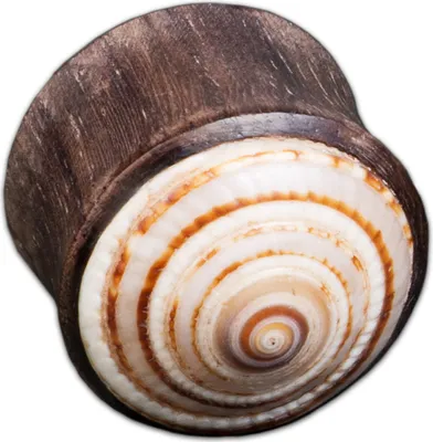 Produktbild von viva-adorno 1 Stück 14mm Double Flared Plug Flesh Tunnel Sono Holz Schnecke Muschel Ohr Piercing handgefertigt Maritim Größe 6 - 20mm Z414_D3