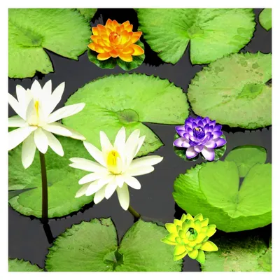 Produktbild von 8 Stück Künstliche Seerosen, Schwimmende Blumen, Eva Lotusblume für Teich, Garten, Pool und Aquarium Dekoration