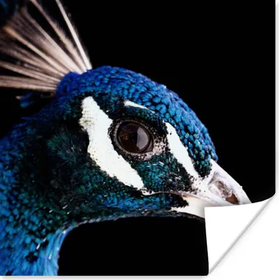 Produktbild von MuchoWow® Poster Pfau - Tier - Blau 75x75 cm - Wand Dekoration