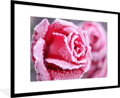 Produktbild von MuchoWow® MuchoWow® Gerahmtes Poster Gefroren - Rosen - Eiscreme 90x60 cm - Poster mit zchwarzem Bilderrahmen - Wanddekoration - Fotos