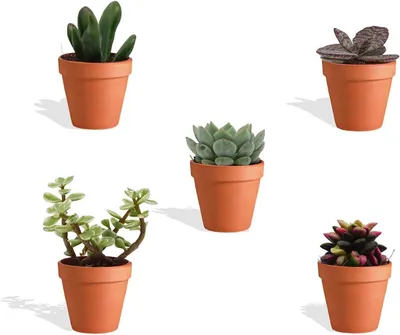 Produktbild von DutchLeafs Mini-Sukkulenten Mix 5 Stück Verschiedene Mini-Sukkulenten im Ø 7 cm Terrakotta Blumentopf - Kleine Pflanzen Mischung Sukkulenten Starter